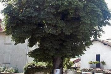 Frazione Vezzo - Ippocastano secolare